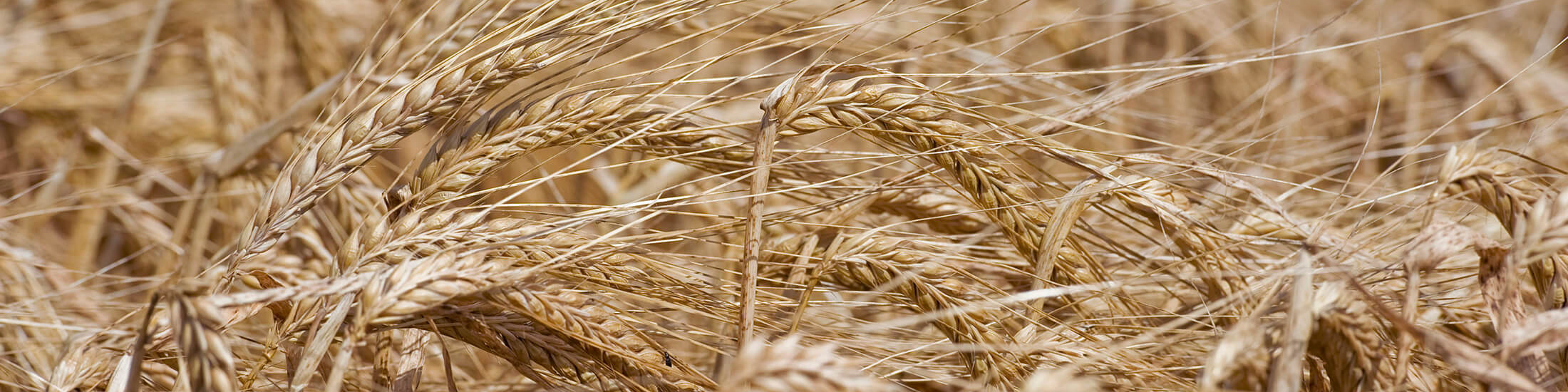 ۳۰.۳ همت مطالبات گندم کاران پرداخت شد